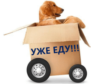 Этапы доставки щенка лабрадора