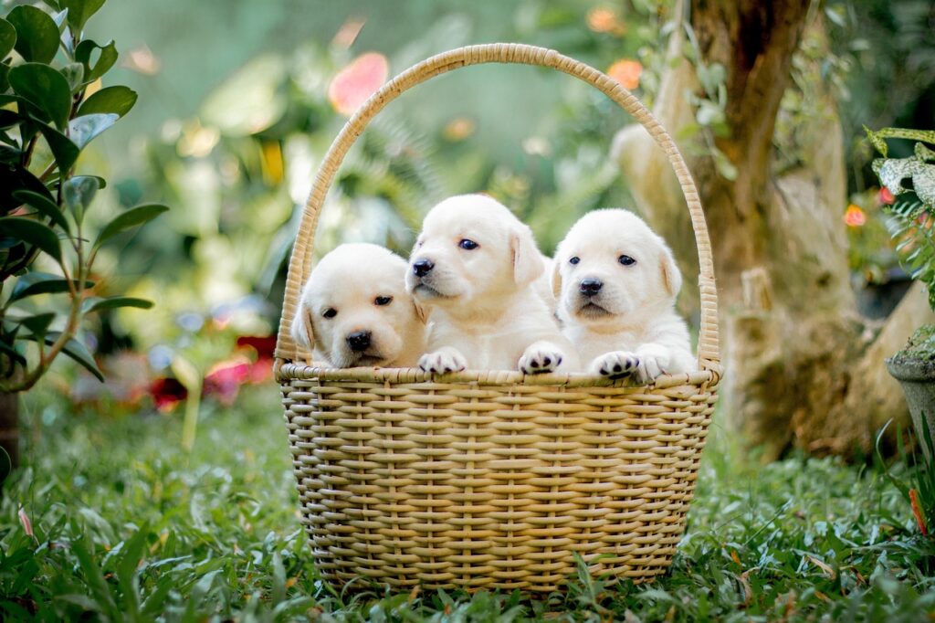 Белорусский питомник лабрадоров Mercury Puppy