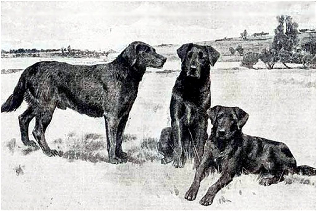 Рыбацкие собаки Ньюфаундленда st johns water dog