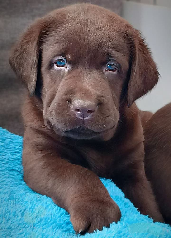 Шоколадный лабрадор мальчик – Mercury Puppy Шоколадный щенок лабрадора мальчик из питомника Mercury Puppy