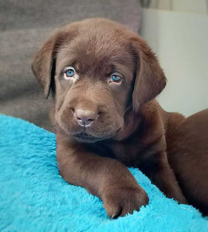 Шоколадная щенок лабрадора девочка из Mercury Puppy