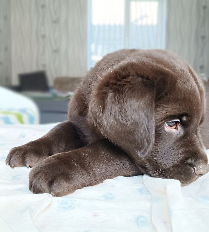Коричневая щенок лабрадора девочка в питомнике Mercury Puppy